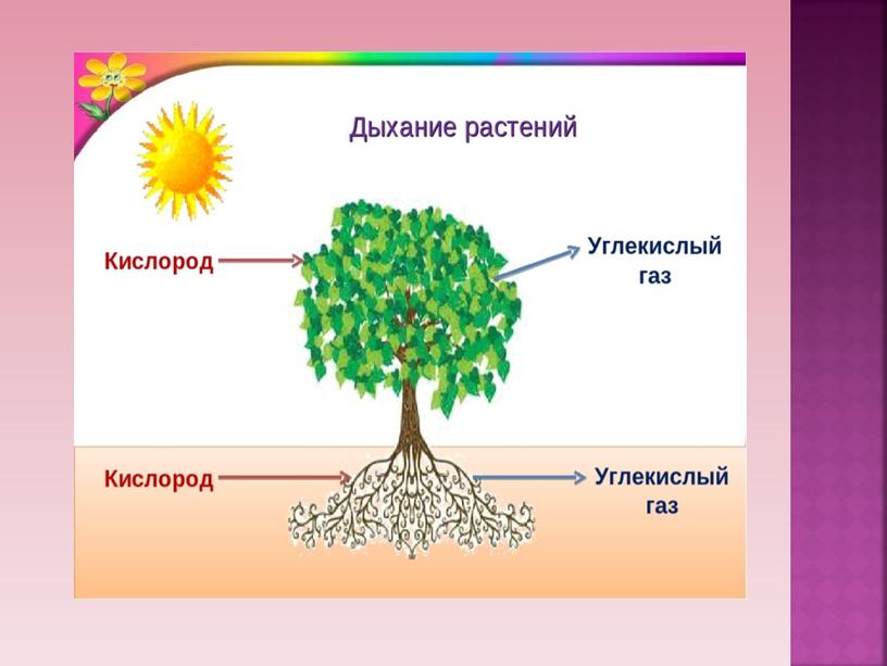 Авторская разработка презентации к открытому уроку "Солнце, растения и мы с Вами"