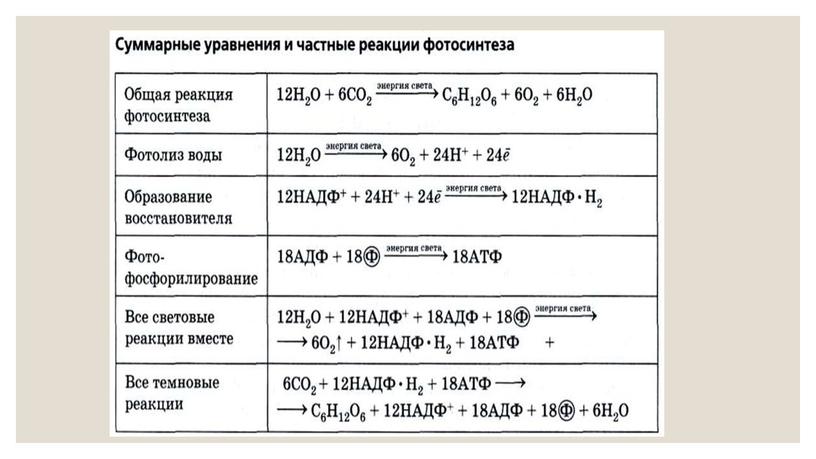 Презентация Метаболизм. Фотосинтез. Теория ЕГЭ