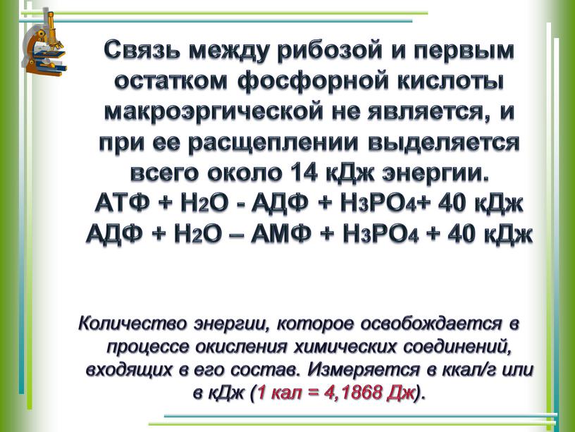 Связь между рибозой и первым остатком фосфорной кислоты макроэргической не является, и при ее расщеплении выделяется всего около 14 кДж энергии