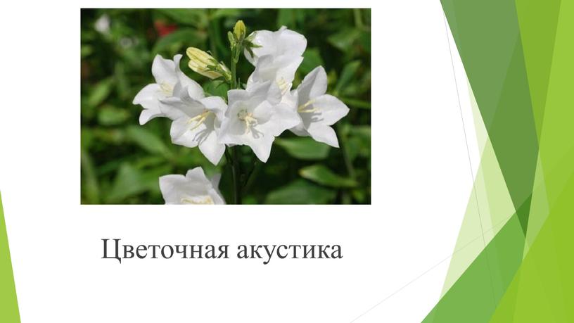 Цветочная акустика