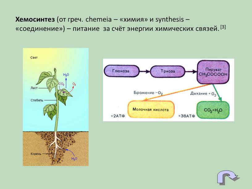 Хемосинтез (от греч. chemeia – «химия» и synthesis – «соединение») – питание за счёт энергии химических связей