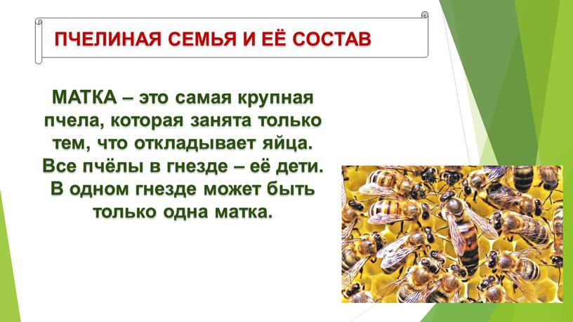 ПЧЕЛИНАЯ СЕМЬЯ И ЕЁ СОСТАВ МАТКА – это самая крупная пчела, которая занята только тем, что откладывает яйца