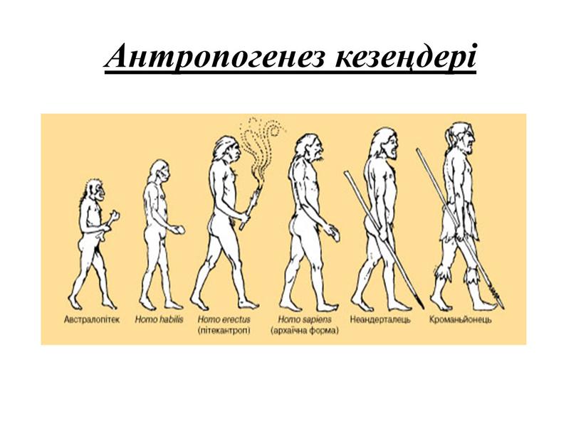 Антропогенез кезеңдері