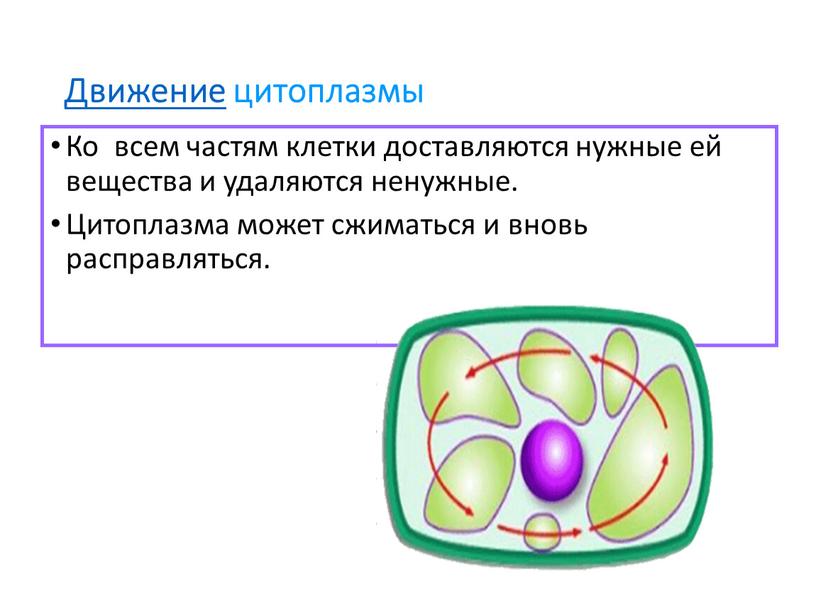 Движение цитоплазмы Ко всем частям клетки доставляются нужные ей вещества и удаляются ненужные