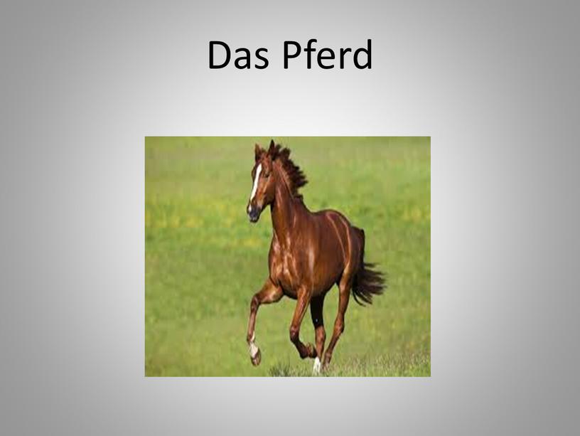 Das Pferd