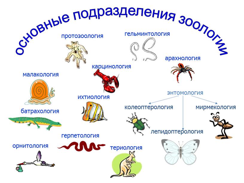 основные подразделения зоологии гельминтология малакология карцинология арахнология энтомология колеоптерология мирмекология лепидоптерология ихтиология батрахология герпетология орнитология териология протозоология