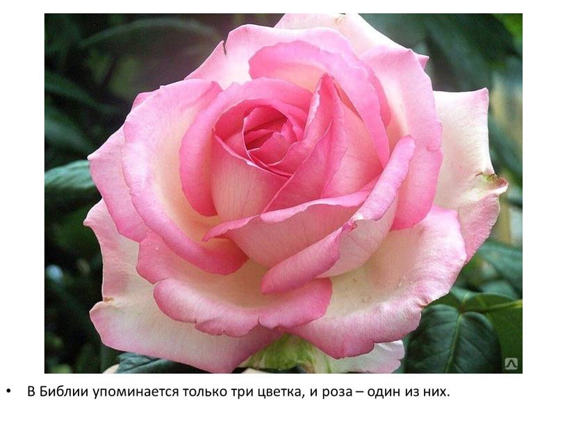В Библии упоминается только три цветка, и роза – один из них