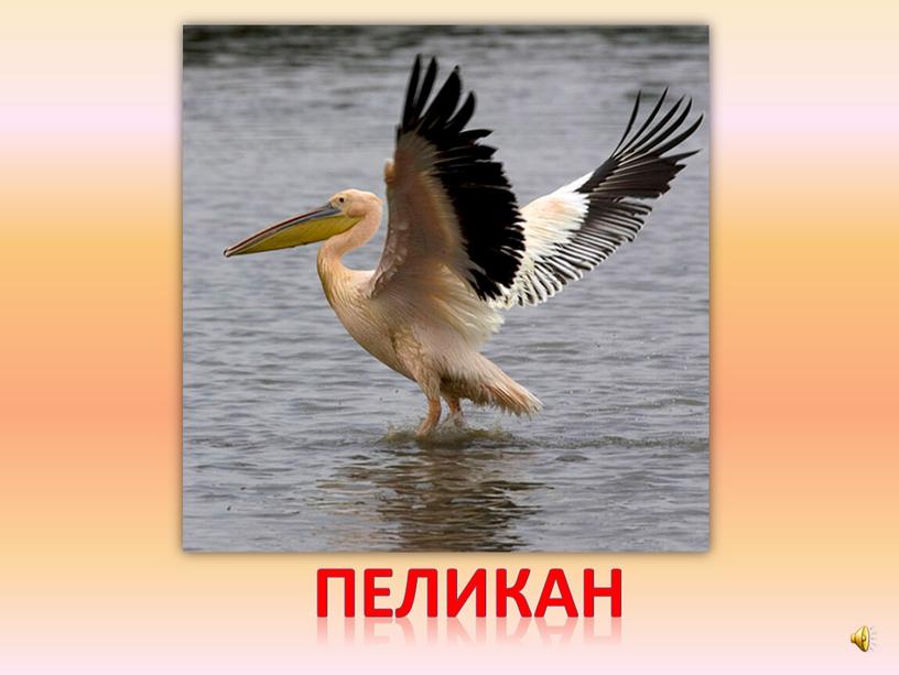 пеликан