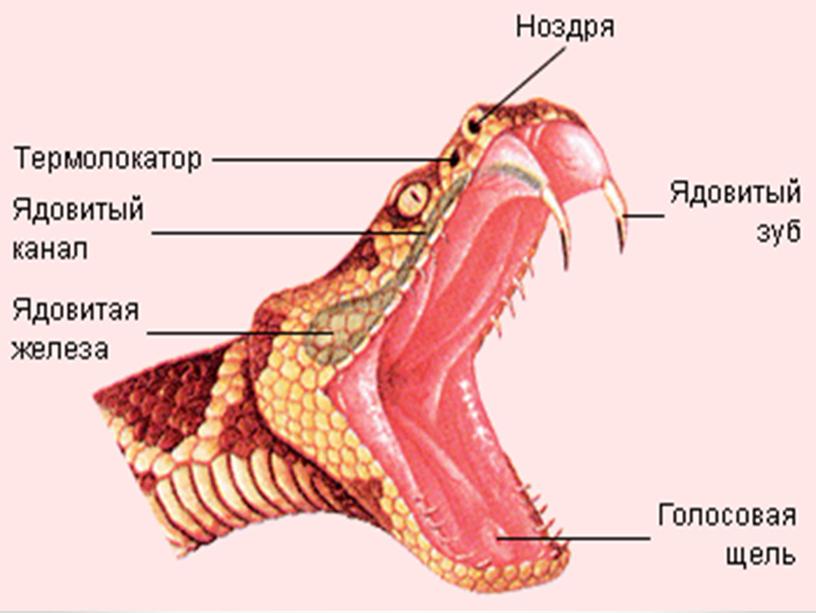 Класс пресмыкающиеся