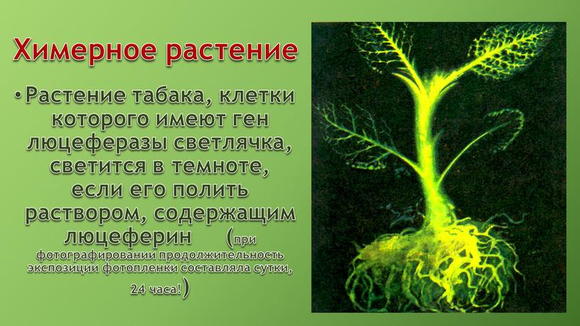 Химерное растение Растение табака, клетки которого имеют ген люцеферазы светлячка, светится в темноте, если его полить раствором, содержащим люцеферин (при фотографировании продолжительность экспозиции фотопленки составляла…