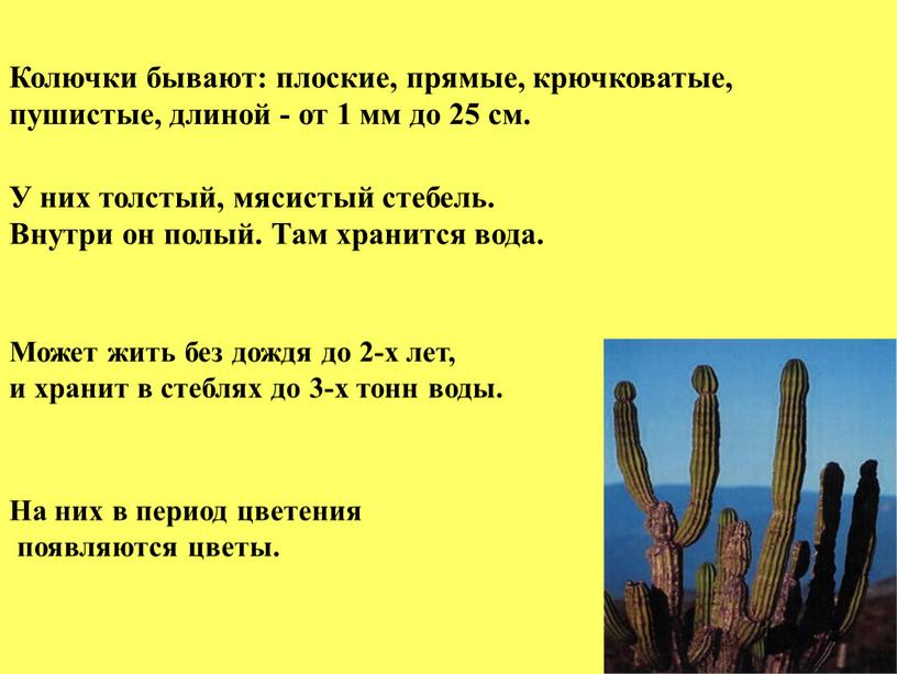 Колючки бывают: плоские, прямые, крючковатые, пушистые, длиной - от 1 мм до 25 см