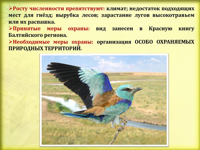 Росту численности препятствуют: климат; недостаток подходящих мест для гнёзд; вырубка лесов; зарастание лугов высокотравьем или их распашка