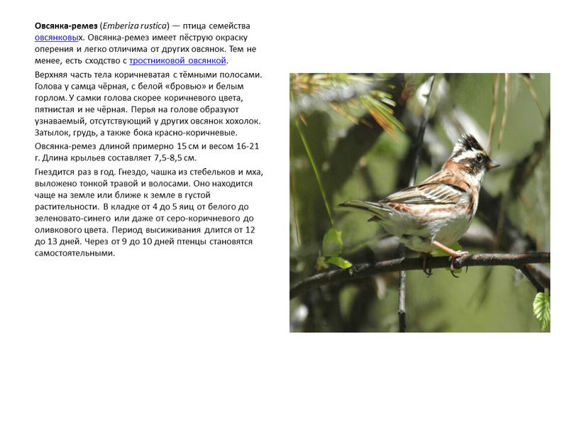 Овсянка-ремез ( Emberiza rustica ) — птица семейства овсянковых