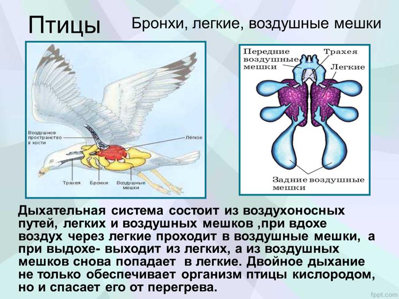 Птицы Дыхательная система состоит из воздухоносных путей, легких и воздушных мешков ,при вдохе воздух через легкие проходит в воздушные мешки, а при выдохе- выходит из…