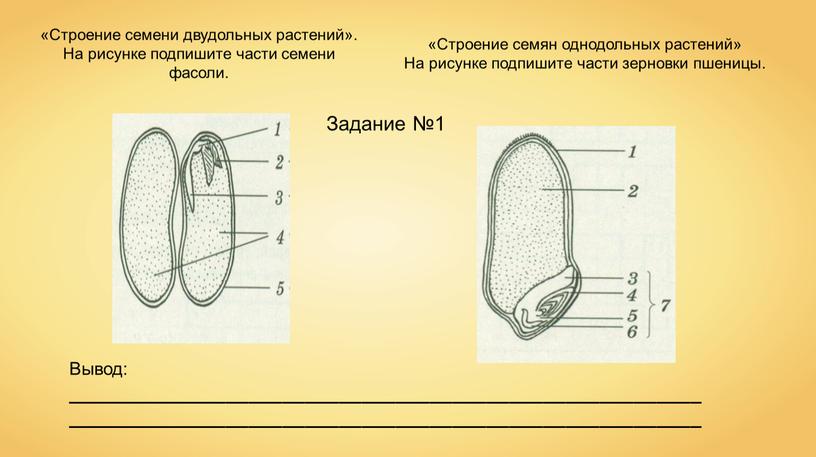 Строение семени двудольных растений»