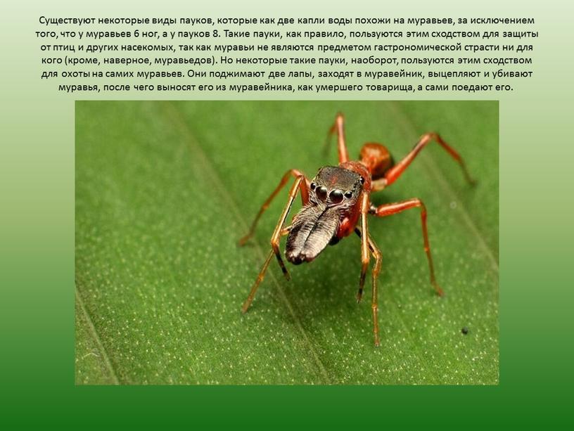 Существуют некоторые виды пауков, которые как две капли воды похожи на муравьев, за исключением того, что у муравьев 6 ног, а у пауков 8