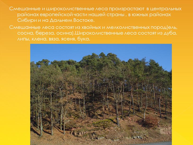 Смешанные и широколиственные леса произрастают в центральных районах европейской части нашей страны , в южных районах