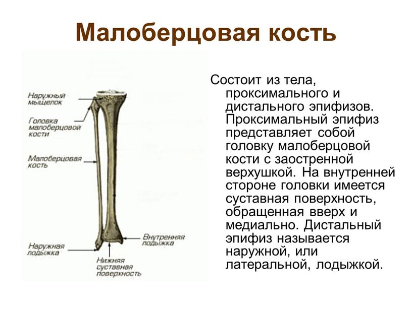 Малоберцовая кость Состоит из тела, проксимального и дистального эпифизов