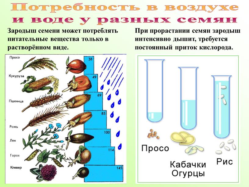 Потребность в воздухе и воде у разных семян