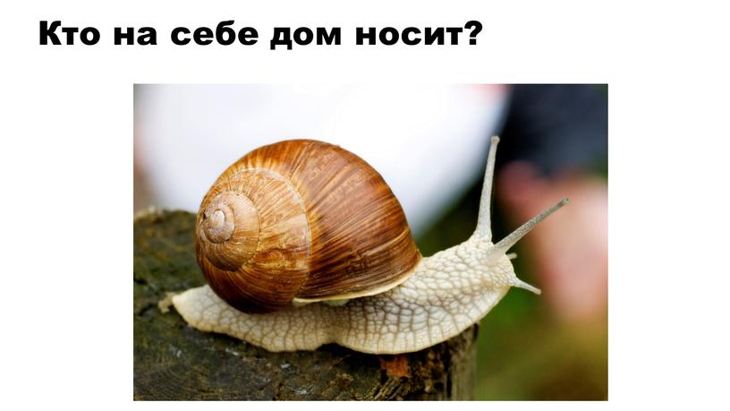 Кто на себе дом носит?