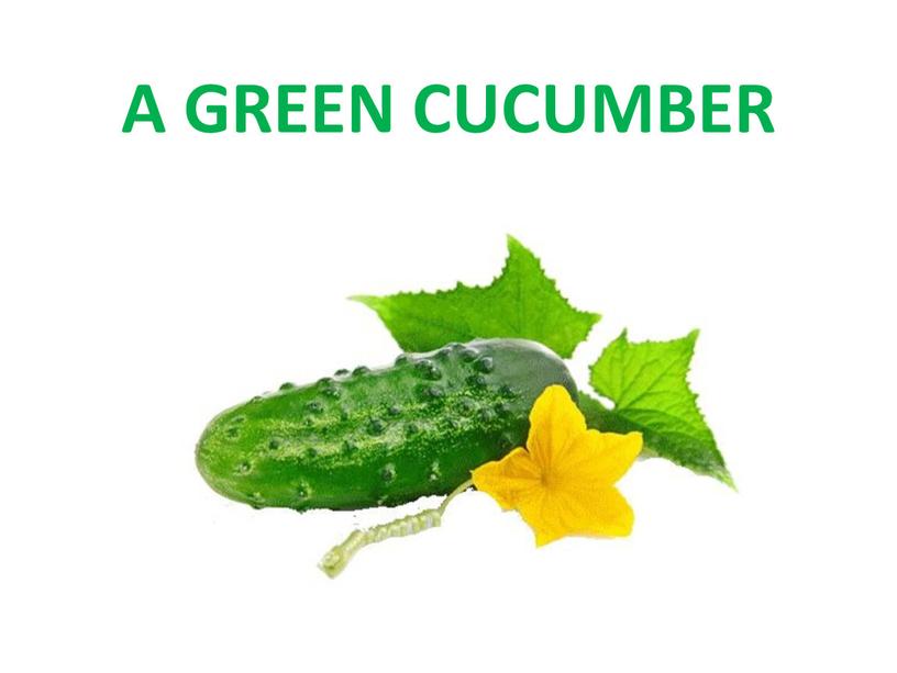 A GREEN CUCUMBER