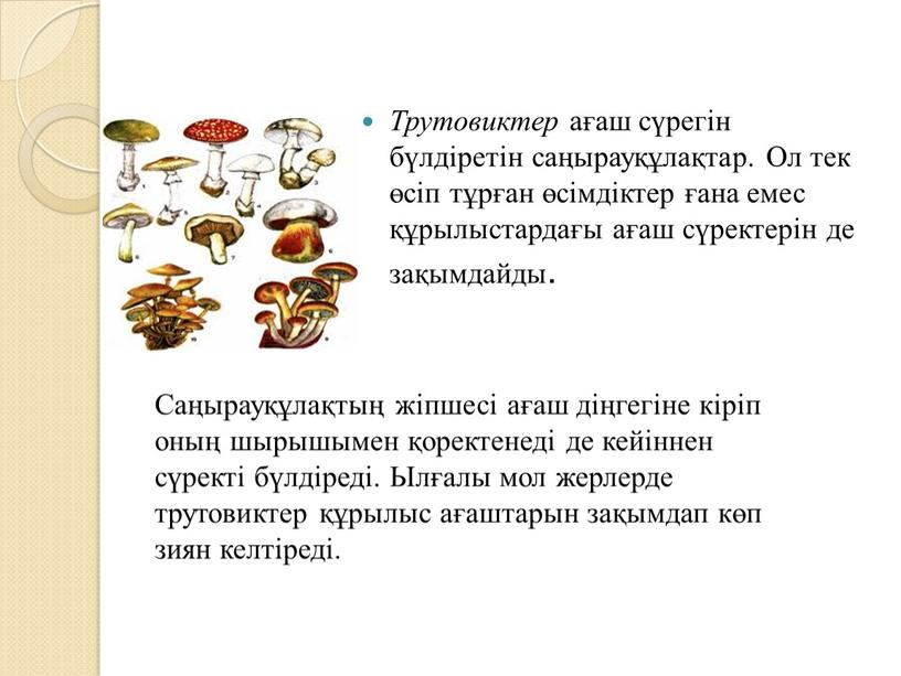 Трутовиктер ағаш сүрегін бүлдіретін саңырауқұлақтар