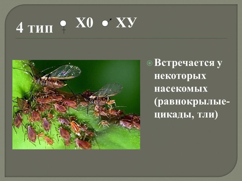 Встречается у некоторых насекомых (равнокрылые- цикады, тли)