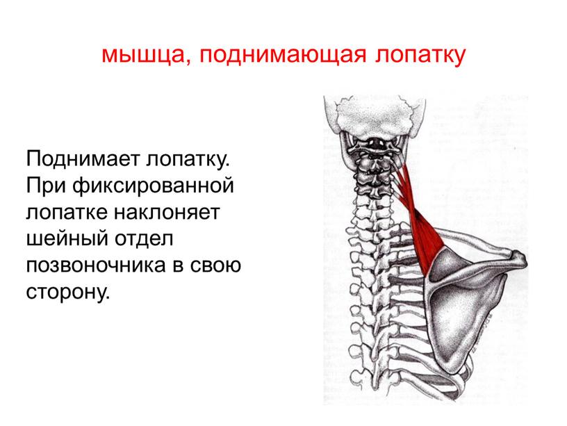 Поднимает лопатку. При фиксированной лопатке наклоняет шейный отдел позвоночника в свою сторону