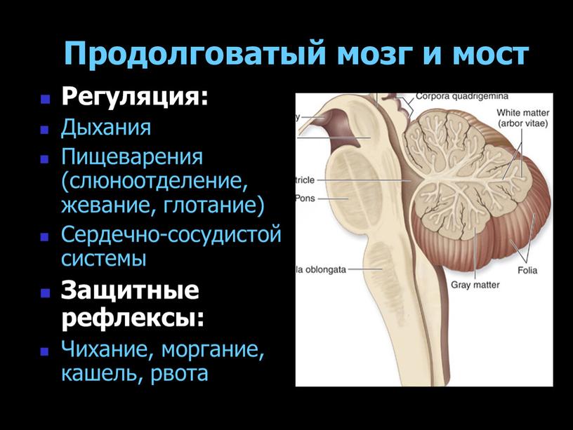 Продолговатый мозг и мост Регуляция: