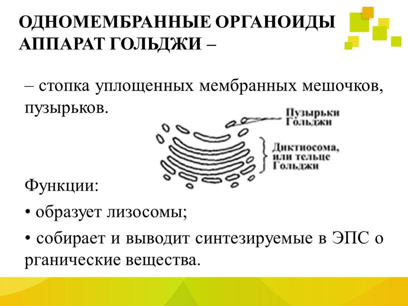 ОДНОМЕМБРАННЫЕ ОРГАНОИДЫ АППАРАТ