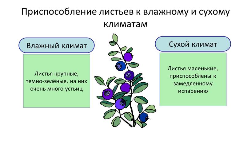 Приспособление листьев к влажному и сухому климатам