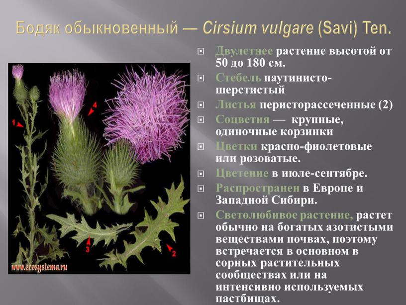 Бодяк обыкновенный — Cirsium vulgare (Savi)