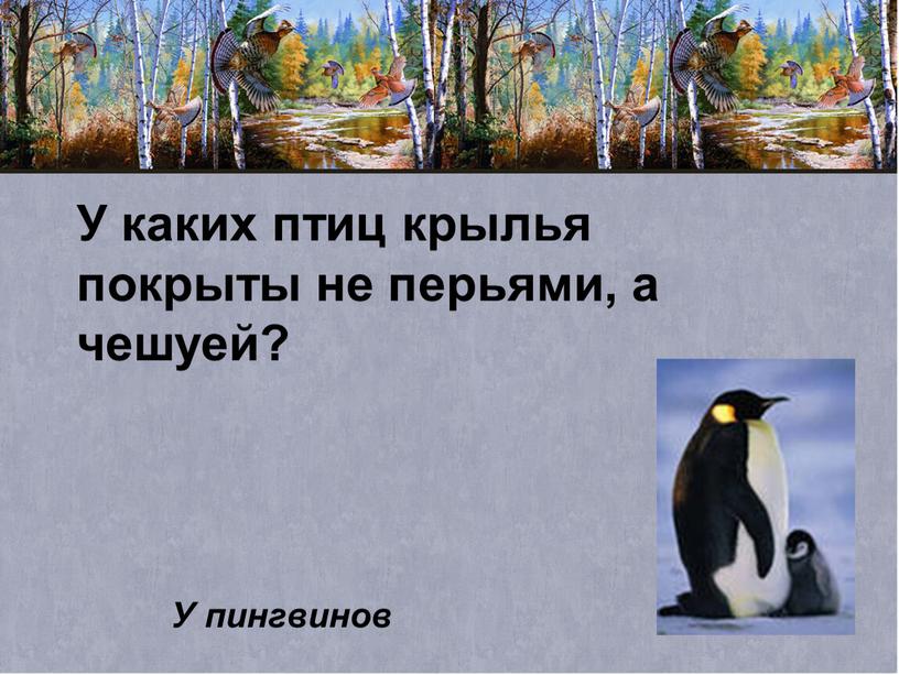 У каких птиц крылья покрыты не перьями, а чешуей?