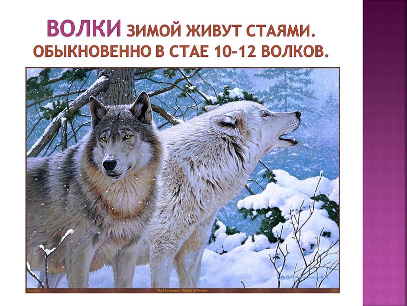 Волки Зимой живут стаями. Обыкновенно в стае 10-12 волков
