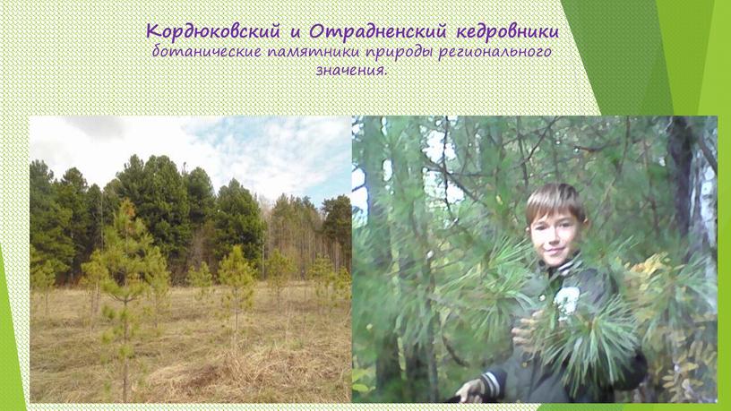 Кордюковский и Отрадненский кедровники ботанические памятники природы регионального значения