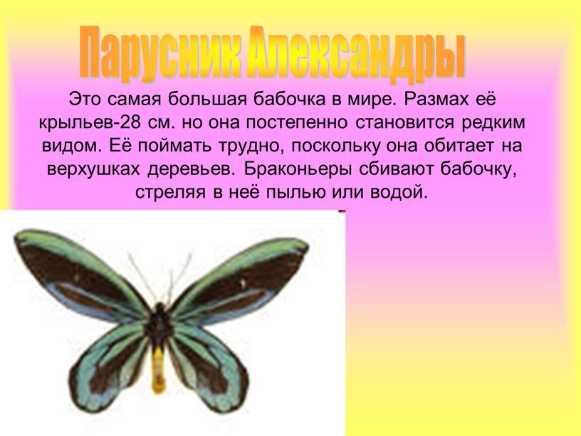Парусник Александры Это самая большая бабочка в мире