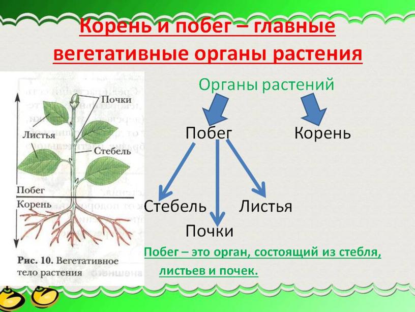 Царства растений