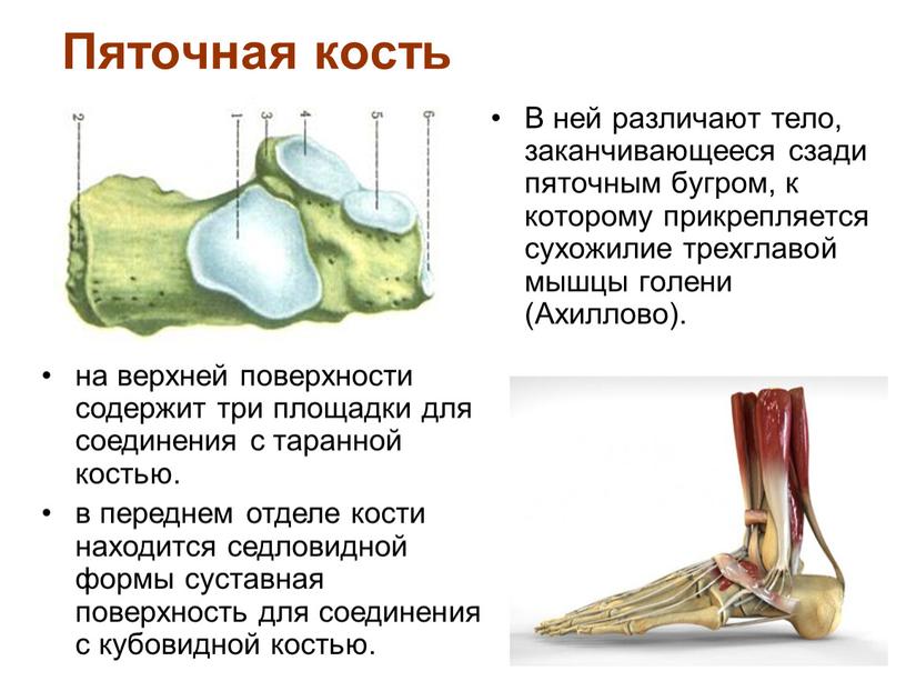 Пяточная кость В ней различают тело, заканчивающееся сзади пяточным бугром, к которому прикрепляется сухожилие трехглавой мышцы голени (Ахиллово)