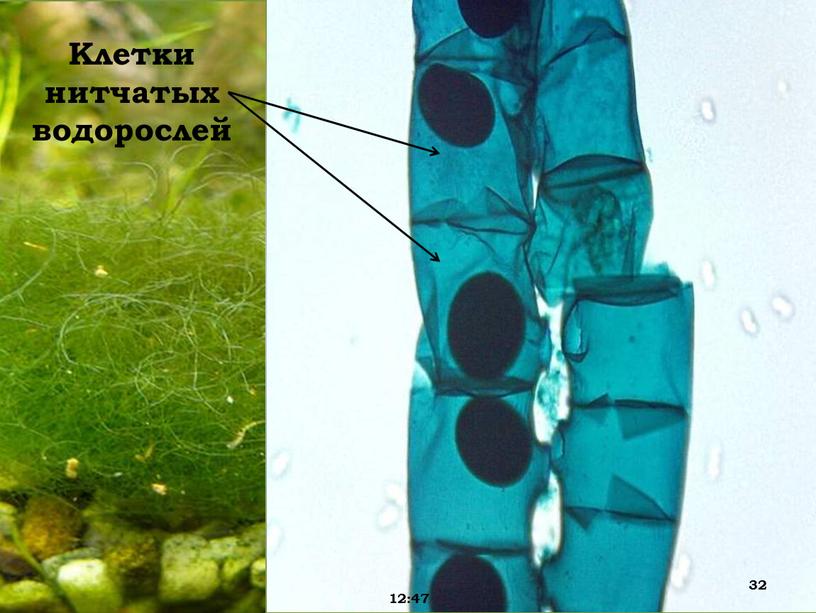 Клетки нитчатых водорослей 12:47 32