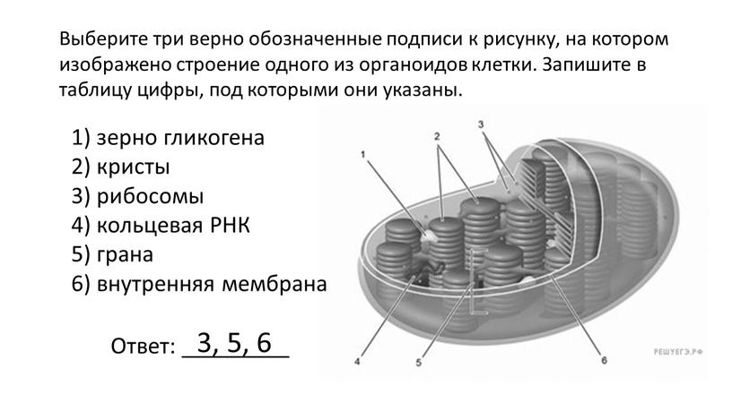 Выберите три верно обозначенные подписи к рисунку, на котором изображено строение одного из органоидов клетки