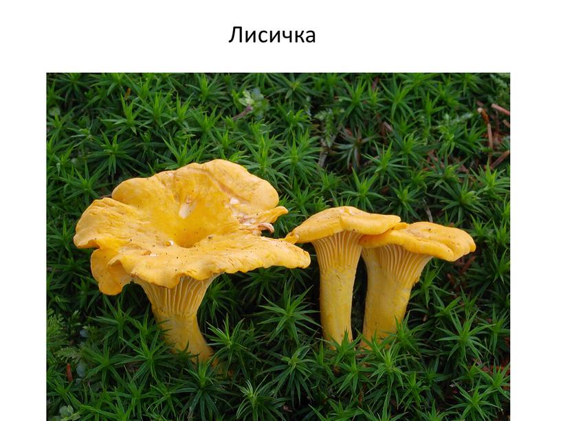 Лисичка