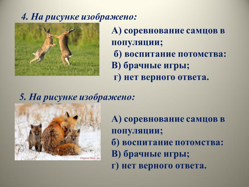 На рисунке изображено: А) соревнование самцов в популяции; б) воспитание потомства: