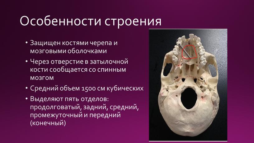 Особенности строения Защищен костями черепа и мозговыми оболочками