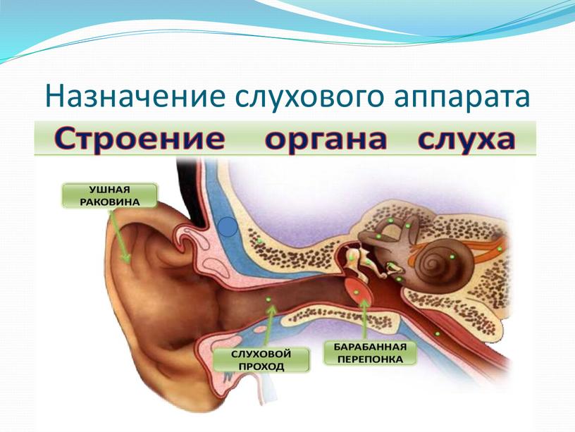 Назначение слухового аппарата Ухо человека – сложный орган, который помогает поддерживать связь с внешним миром и даёт человеку информацию о его расположении и перемещении в…