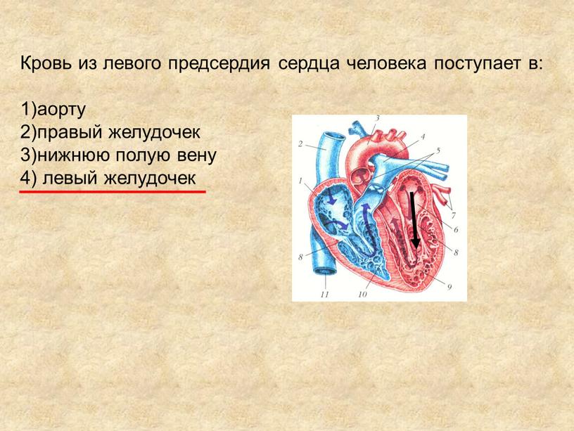 Кровь из левого предсердия сердца человека поступает в: 1)аорту 2)правый желудочек 3)нижнюю полую вену 4) левый желудочек