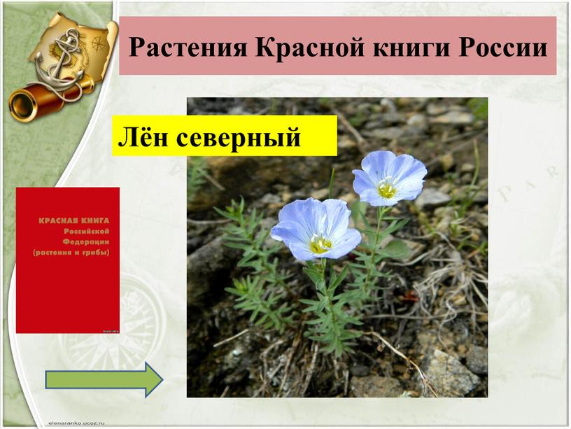 Растения Красной книги России