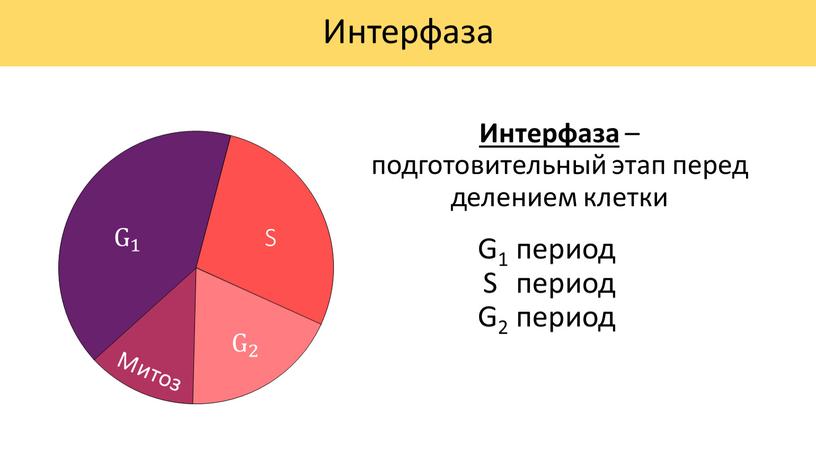 Интерфаза G 1 G G 1 1 G 1 S