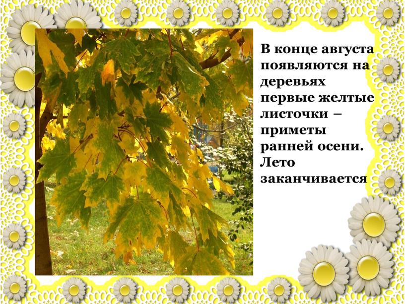 В конце августа появляются на деревьях первые желтые листочки – приметы ранней осени