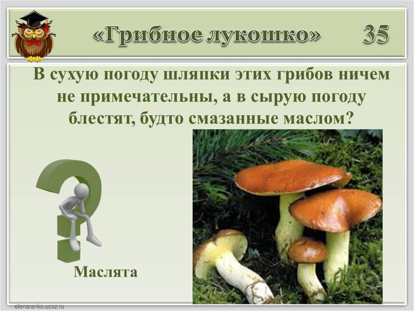 Грибное лукошко» 35 Маслята В сухую погоду шляпки этих грибов ничем не примечательны, а в сырую погоду блестят, будто смазанные маслом?