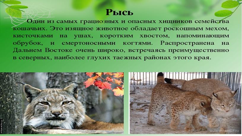 Животные красной книги России